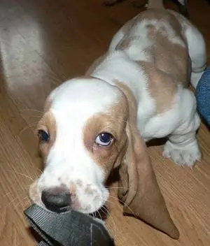 Флэш Гордон