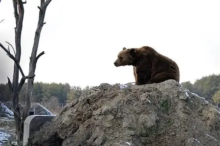 Рекомендация по программе выходного дня: медведи идут