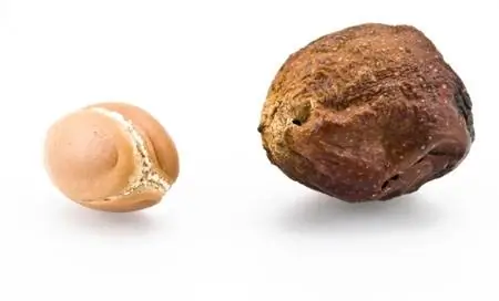 Главной ценностью арганового ореха является содержание в нем масла около 80%