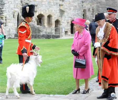 Королева Елизавета навещает свою козу в розовом