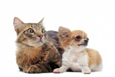 Собака, кошка, др.: токсикоз беременных