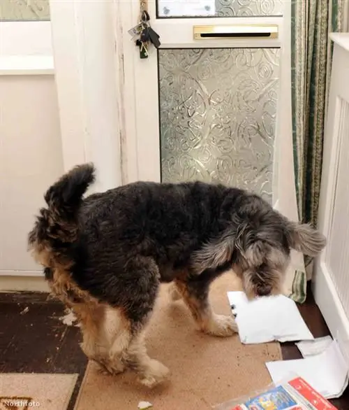 tk3s bm собака jkl00200 44