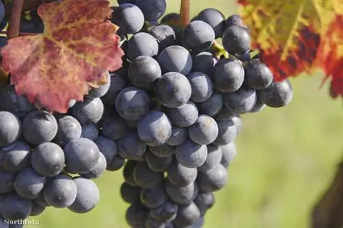 тк3с 56-1016511259