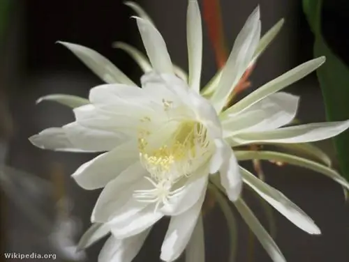 Цереус, цветущий ночью