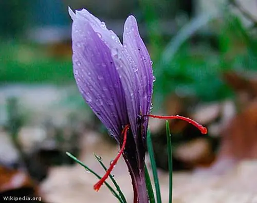 Шафрановый крокус