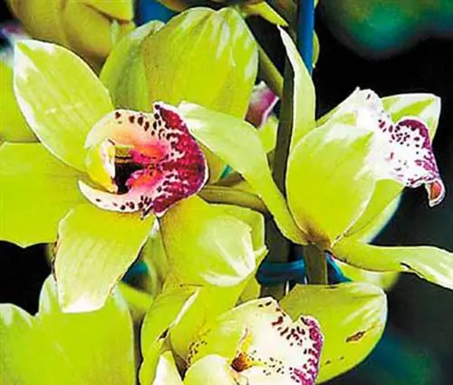 Четыре самых дорогих цветка в мире