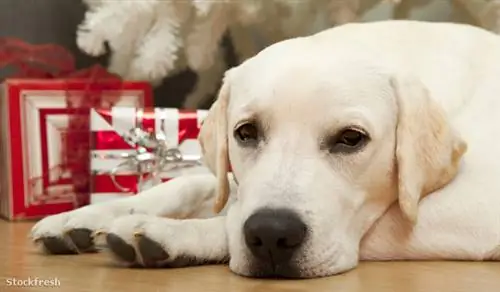 stockfresh 764910 рождество-собака sizeM