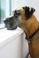 Если бы Иисус не принес силиконовые груди