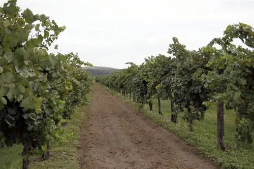 Аспекты другие, чем для винного винограда