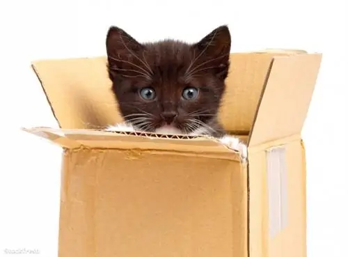Stockfresh 134137 размер котенка M Stockfresh 134137 размер котенка M