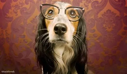 Stockfresh 776240 собака в очках размер M