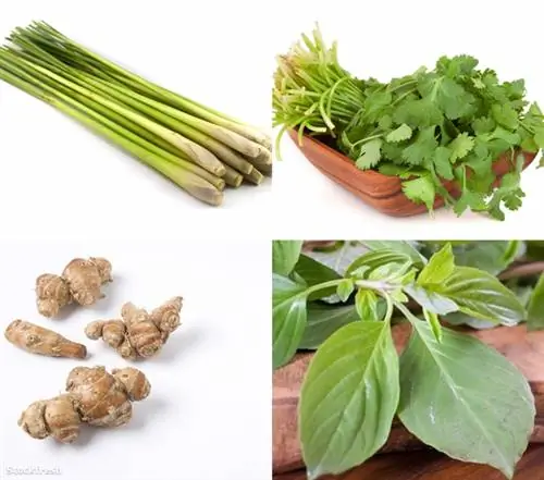 Азиатский лемонграсс, зеленый кориандр, калган и тайский базилик