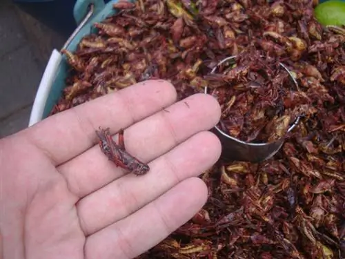Кузнечик жареный в масле Кузнечик жареный в масле
