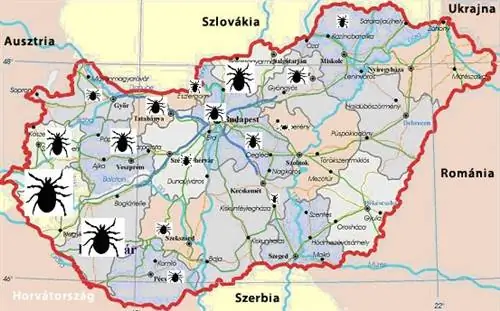 тиковая структура 1