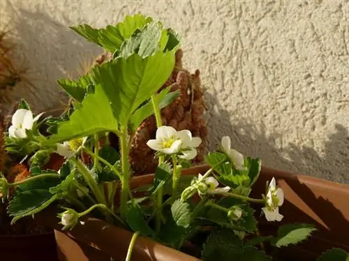 Вопреки распространенному мнению, клубника вынослива, урожайна и очень хорошо растет на балконе