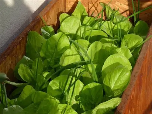 Похоже, здесь будет нокедлизация