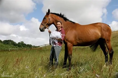 tk3s swns бумажная лошадка 080019360