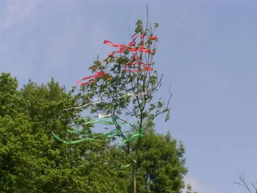 májfa papp tamás indaphoto