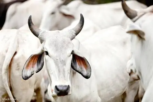 Stockfresh 1595387 брахман крупного рогатого скота sizeM