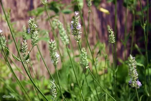 лаванда