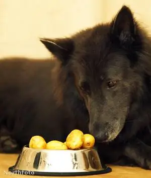 БМ Джойдог fgh01836 07