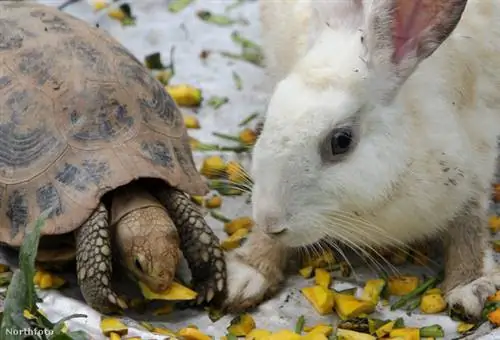 000 гонконгских гонконг264604