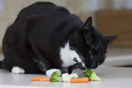 tk3s каменщики вегетарианский кот 050007605