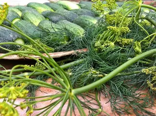 ковиальный фонд