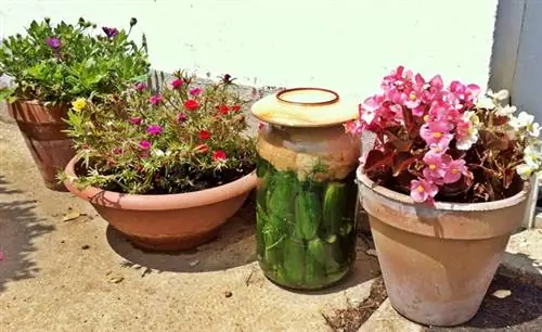 Квашеная капуста вечна