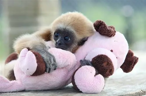 tk3s bm гиббон efg6127 14