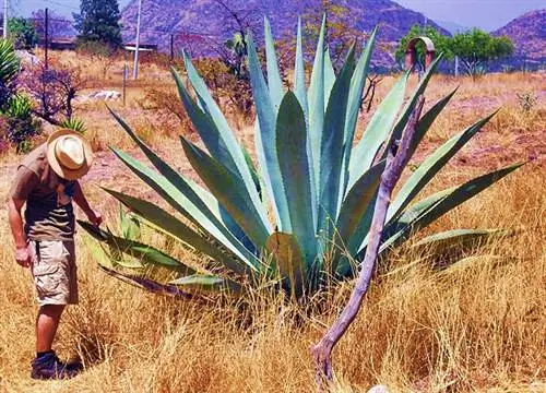 Большая агава