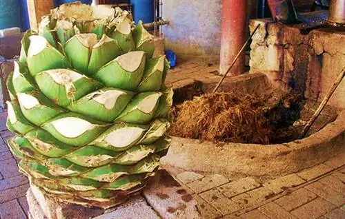 Сердцевина агавы с ферментирующими волокнами за ней справа