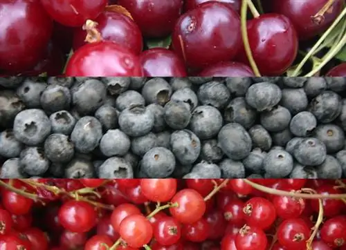 Элитное варенье из красных