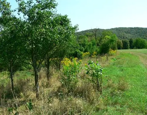 вот сливовые деревья