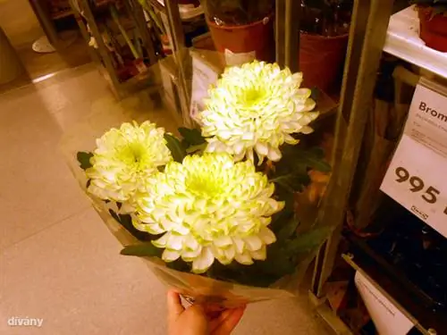 В этом году вы можете купить хризантемы ко Дню мертвых за полцены