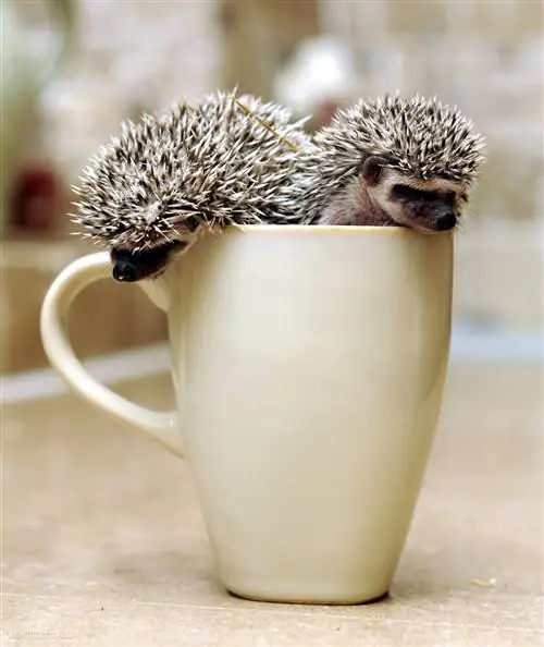 Как пережить простуду?