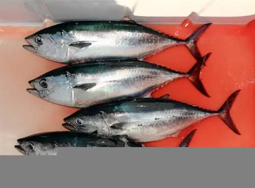 Stockfresh 918701 кроваво-синий-четыре-тунца-фиш-thunnus-thynnus