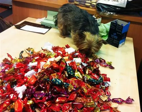 После теста собака нашего коллеги тоже проверила коллекцию