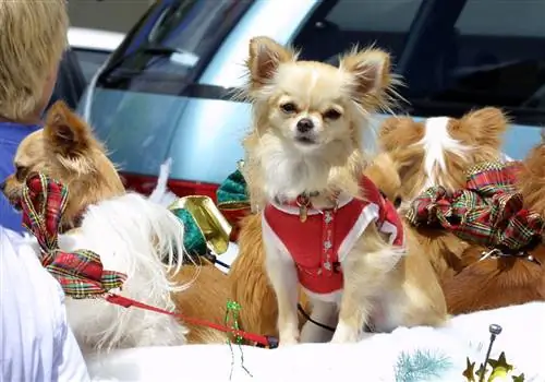 Удивите этим своего питомца на Рождество