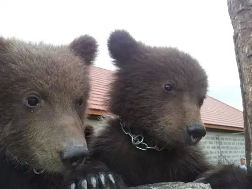 Посмотрите, что медведи говорят о весне
