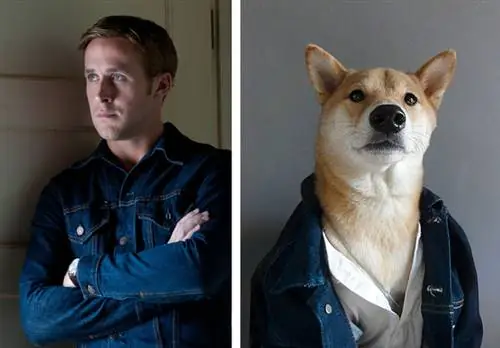 Миллионы женщин являются поклонниками Райана. Собачники так же относятся к Menswear Dog?