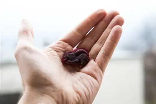 03-гумми-130307-IMG 2165