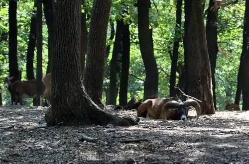 Парк дикой природы Будакеси