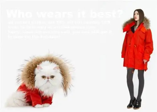 United Bamboo: купите парку для своей кошки, которую вы носите!