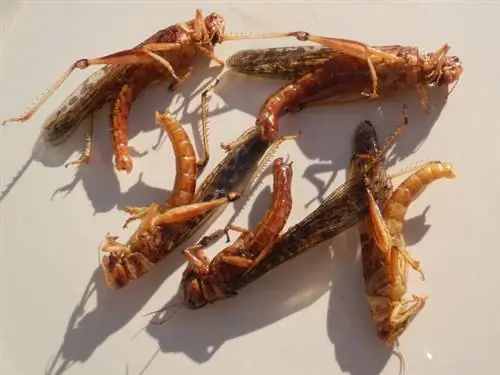 Протеиновая бомба: жареная саранча в домашних условиях