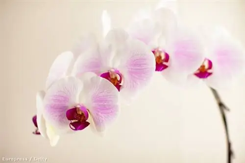 Вот как сохранить жизнь вашей орхидеи
