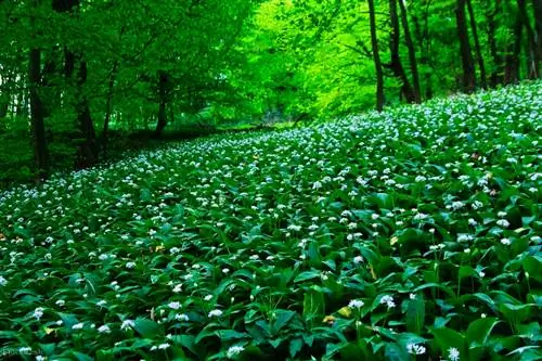 Паста с зеленым луком и лососем