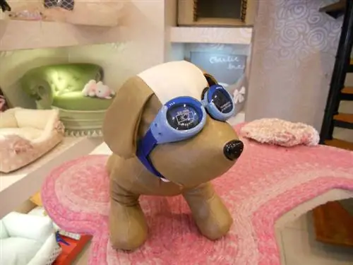 солнцезащитные очки для собак за 7 990 форинтов. Вы бы купили это?