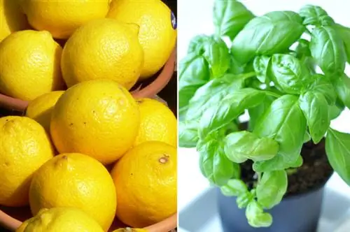 Лимон и базилик: удивительно хорошо вместе
