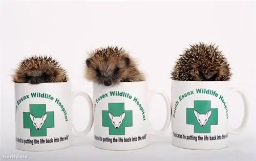 tk3s bm ёжик fgh16365 31